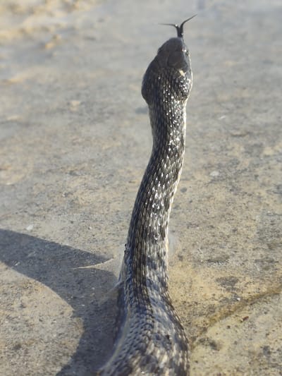 A close-up shot shows the head and neck of a dark-scaled snake as it emerges from shallow, muddy water onto a sandy or rocky surface. The snake's head is facing away from the viewer, with its forked tongue flicking out. The scales on its neck are glistening, reflecting the sunlight. A shadow of the snake is cast on the surface to its left, suggesting the light source is from the right. The background is a blur of light brown and grey, indicating a natural outdoor setting. The shallow water appears slightly murky and reflects the grey tones of the ground. The overall impression is one of a reptile in its natural habitat, possibly sensing its surroundings. There is no visible text in the image. The lighting suggests it is daytime, likely outdoors in an arid or semi-arid environment given the sandy ground and shallow water, consistent with the provided location context of Saiyn Şapağatov, Kazakhstan.