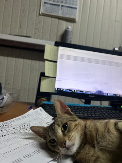 A tabby cat with green eyes is lying on a desk in front of a computer monitor. The cat's head is turned towards the camera, and its body is partially visible. The desk is covered with papers, some of which have handwritten calculations. A computer keyboard is visible below the monitor. In the background, a calendar is hanging on a wall. The scene appears to be an office or a home workspace. The exact location in Struma, Bulgaria, cannot be determined from the image.