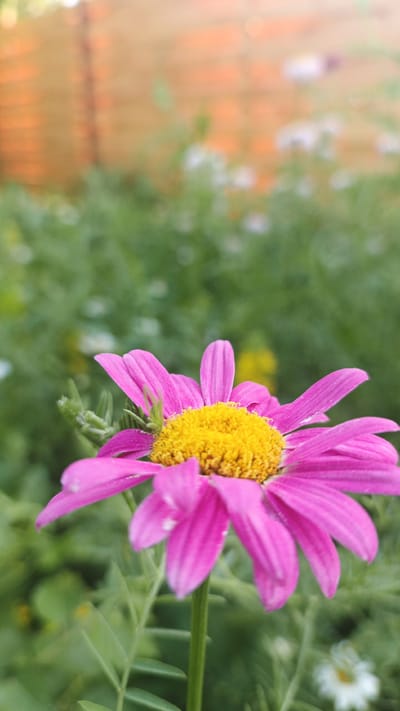 In a close-up shot, a vibrant pink daisy with a bright yellow center takes center stage. The flower is positioned slightly to the left of the frame, with its delicate petals fanning out. The background is a soft blur of green foliage and a hint of an orange-brown fence, suggesting an outdoor setting. The lighting appears natural, with a gentle glow illuminating the flower. There are no people or animals visible in the image, and no specific actions are being performed. The scene conveys a sense of natural beauty and tranquility, likely captured in a garden or park. No specific information about the city of Pavino, Russia is discernable from the visual content of the image.