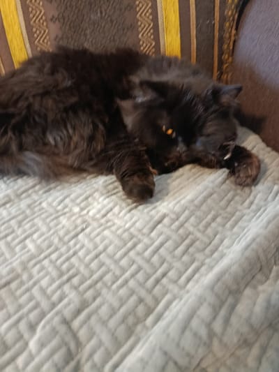 A black, long-haired domestic cat is depicted lying prone on a light grey, quilted blanket with a diagonal basket-weave pattern. The cat's body extends towards the left, with its head turned slightly to the viewer's right. Its left eye, exhibiting an orange/amber hue with a dilated pupil, is clearly visible, while the right eye is partially obscured. A single white canine tooth or fang protrudes from the left side of the cat's mouth. Its paws are resting on the blanket surface. In the background, behind the cat, is a piece of furniture upholstered with a fabric featuring vertical stripes of dark brown/grey and a patterned yellow/gold design. The lighting suggests an indoor setting. The precise location within Wilhelmshaven, Germany, cannot be determined from the visual information provided.