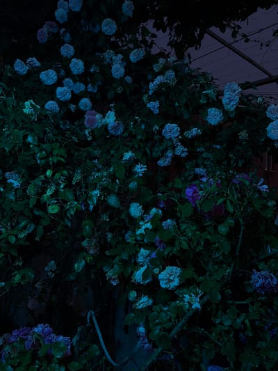 The image depicts a dense rose bush with numerous light blue and some purple flowers and dark green leaves. The lighting is dim, giving the scene a moody, twilight or night-time atmosphere. The roses are in various stages of bloom, with some fully open and others appearing wilted or faded. The foliage is lush and covers most of the frame. In the upper right portion of the image, there is a dark, indistinct structure that appears to be a trellis or arbor with some wires attached. The overall impression is of a natural setting, possibly a garden or overgrown area. No people are visible in the image. The location in the city of Dongaron, Russia, is not discernible from the visual information provided.