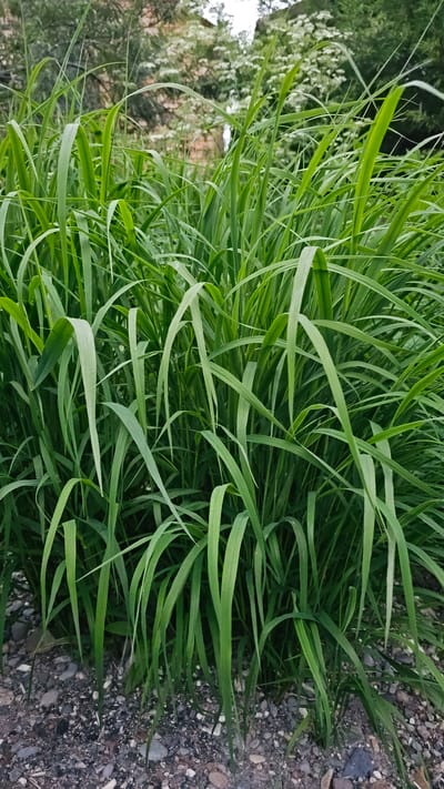 The image shows a dense patch of tall, green grass growing in a gravelly area. The grass blades are long and arching, with some appearing slightly damp. In the background, out of focus, are hints of trees and foliage, with some white flowers visible amongst them. The lighting suggests it is daytime, possibly overcast. The scene appears to be a natural or semi-natural outdoor environment. There is no indication of human presence or any specific urban features that would place it in Ust’-Bol’sheretsk, Russia, beyond the provided context.