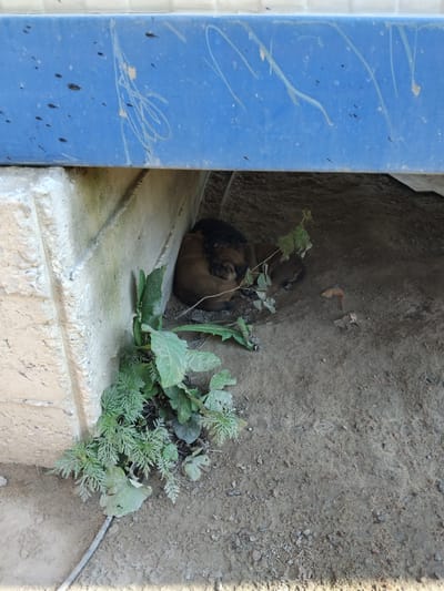 Three puppies are huddled together for warmth beneath a blue overhang, likely a part of a building or structure, in an outdoor environment. The ground beneath them is composed of dirt and small stones. To the left of the puppies, a concrete structure, possibly a wall or foundation, is visible. Green foliage grows near the concrete structure. The scene appears to be in a somewhat neglected or undeveloped area.
