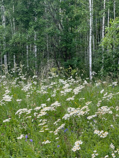 This image depicts a natural scene of a field of wildflowers in bloom, with a forest as a backdrop. The foreground is dominated by a dense growth of white daisies, interspersed with taller grasses and some purple and blue wildflowers. The background features a dense forest with a mix of deciduous trees and birch trees, identifiable by their white bark. The lighting suggests an overcast day. The location is the village of Novokatayevo, Russia. There are no people or animals visible in the image.