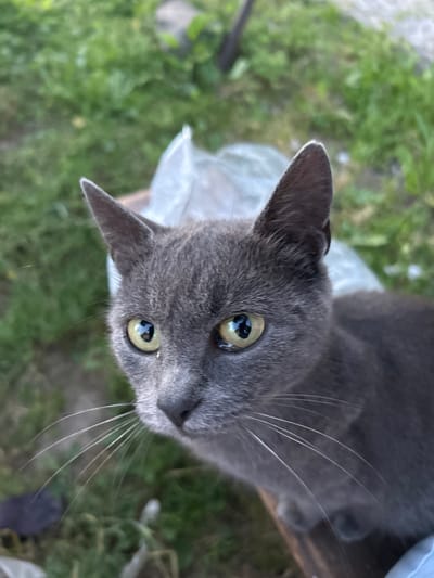 A close-up, eye-level, outdoor shot shows the face of a short-haired, grey cat in Krasivka, Ukraine. The cat is looking directly at the camera with yellow eyes, its ears pointed upwards. Its fur is a solid grey color, and its whiskers are prominent. The background is blurred, with green grass and some indistinct objects, possibly a plastic bag and a wooden surface the cat is resting on. The lighting appears to be natural daylight.