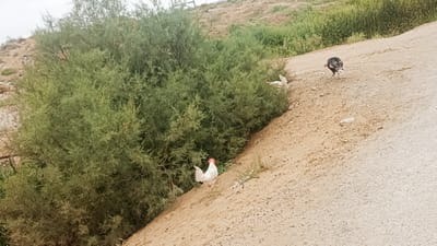 In Onaldy, Turkmenistan, a light brown, dusty road slopes upward, bordered on the left by a dense, green shrubbery. On the road, a white chicken with a red comb stands facing left, and further up the slope, a turkey with dark plumage walks away from the camera. The background features a dry, barren hillside with sparse vegetation and distant structures. The sky is overcast.