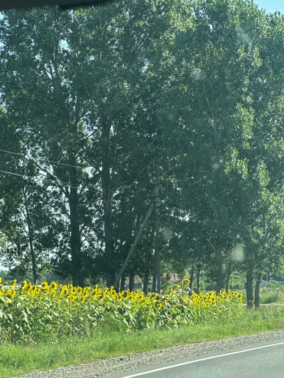 This image depicts a rural scene in Kazenno-Kuzhorskii, Russia. In the foreground, a dirt road is visible with a strip of grass and gravel alongside it. Beyond the road, a vibrant field of sunflowers stretches across the landscape, their bright yellow petals contrasting with the lush green foliage. Behind the sunflowers, a line of tall, mature trees forms a dense canopy. A few utility poles are interspersed among the trees, with power lines running overhead. The overall environment suggests a warm, sunny day in the countryside. There are no people or animals visible in the image.