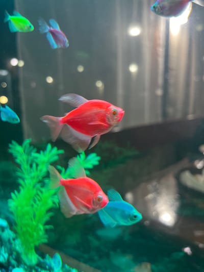 The image shows a fish tank containing several GloFish. There are two prominent red GloFish in the center-right, with artificial green plants nearby. Other GloFish of various colors (blue, purple, yellow) are scattered in the background, some partially obscured. The background also contains a dark, blurry object. The scene is indoors, likely in a residence or retail setting. Marino Pole, Bulgaria is not visible.