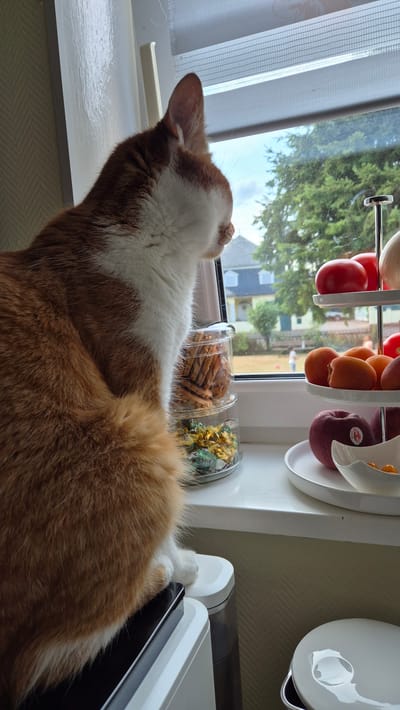 An orange and white cat is lounging on a windowsill, looking out a window. The cat's head and body are mostly visible, with its fur appearing soft and fluffy. The cat is positioned in the foreground, with the background showing a view of trees, houses, and a bright sky, suggesting it's daytime.

On the windowsill, there are two clear plastic containers filled with food items. One contains what appear to be cookies or crackers, while the other holds wrapped candies, some in gold foil. Behind these containers, a tiered fruit stand holds various fruits, including red tomatoes, orange apricots, and a dark red apple with a "Smuk" sticker.

To the left of the cat, a white slatted window blind is partially visible. To the right, a white appliance with black accents is partially in frame, with a cat's paw resting on its edge. The overall setting appears to be a domestic indoor space, likely a kitchen or living area, with a view of the outdoors. The light filtering through the window suggests it's a sunny day. There is no discernible text in the image beyond the "Smuk" sticker on the apple, which is a brand name.