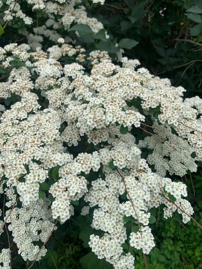 An extreme close-up shot captures a dense cluster of small white flowers with yellow centers, heavily blanketing the branches of a shrub. The flowers are arranged in numerous corymbs and panicles, creating a textured, foamy appearance. Dark green foliage forms the background, with some branches of the shrub visible as thin, brown lines interlacing through the blossoms. The lighting suggests an overcast day, casting a soft, even light on the subject. No people are present. The scene is consistent with a garden or natural landscape setting within the city of Kavalerovo, Russia, likely during the spring or summer blooming season.