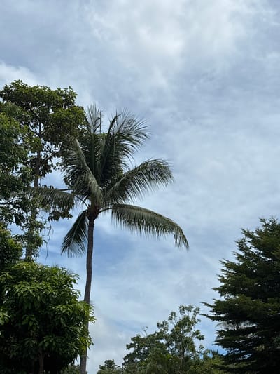 In this photograph, taken from an eye-level perspective, a segment of a tropical sky is visible, filled with a mixture of white and grey clouds. The lower portion of the image is dominated by lush green foliage. A prominent palm tree with its characteristic fronds stands centrally, its trunk extending vertically. To the left, a dense cluster of trees with broad leaves creates a thick canopy. To the right, another type of tree with needle-like leaves forms a dense, dark green mass. The scene appears to be an outdoor setting, likely in a park or garden, with a focus on the natural elements of trees and sky. The lighting suggests it is daytime, with diffused light from the overcast sky.