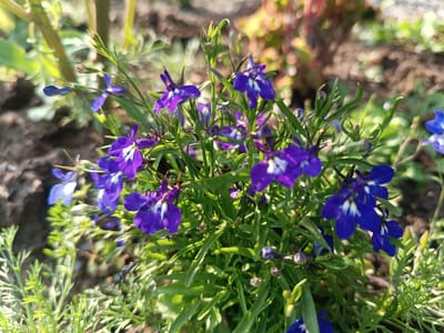 A close-up, eye-level, outdoor photograph showcases a cluster of vibrant purple lobelia flowers with white centers. The flowers are in full bloom, with some buds still present. The foliage is a lush green, with fine, delicate leaves. The background is blurred, suggesting a shallow depth of field, with hints of soil, other plants, and possibly a garden bed. The lighting indicates it is daytime, with sunlight illuminating the flowers. The image was taken in Alexandrovskoe, Russia.