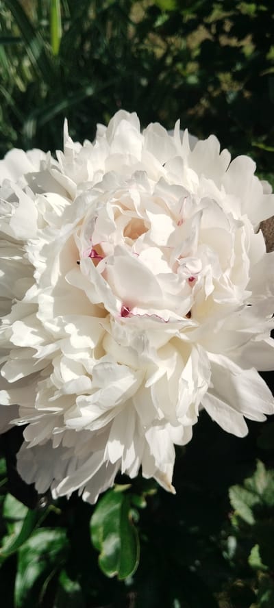 This is a close-up, vertical shot of a large, white peony flower in bloom. The petals are densely packed and ruffled, with delicate hints of pink along the edges of some. The flower is the primary subject, dominating the frame and appearing to be in its prime, lush and full. The background consists of dark green foliage, suggesting an outdoor setting, likely a garden. The lighting indicates it is daytime, with sunlight casting shadows and highlighting the textures of the petals. There are no people or text visible in the image. The scene evokes a sense of natural beauty and the peak of a summer bloom. Given the location context of Volchansk, Russia, this likely represents a peony blooming during the Russian summer.