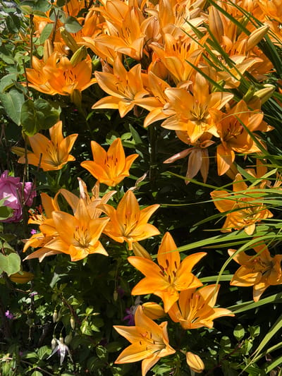 This is a close-up, eye-level shot of a dense patch of bright orange lilies with dark green foliage. The lilies are the dominant subject, with many in full bloom and others in bud. The flowers have six petals, each with dark brown speckles near the center and prominent stamens tipped with dark anthers. The lighting suggests it is daytime, with sunlight casting shadows and highlighting the textures of the petals and leaves. The background is filled with the dark green of the lily leaves and stems, as well as some other green foliage. To the left and bottom of the frame, there are hints of other plants, including a cluster of pink flowers and a single white and purple flower hanging downwards. The image appears to be a photograph taken outdoors, likely in a garden or a natural setting. The location in Cannon Beach, United States of America is not directly indicated by any visual cues within the image itself.