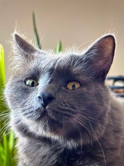 This is a close-up, headshot photograph of an adult domestic short-haired cat with dense, dark gray fur and prominent white whiskers. The cat's large, pointed ears are erect, fringed with fine white hairs along their edges. Its eyes display constricted vertical pupils; the left eye (viewer's left) appears greenish-yellow, while the right eye is yellow. The cat's gaze is directed slightly upward and to the left, conveying an alert and focused expression. Its nose is dark gray/black. The background is heavily blurred, featuring bright green foliage on the left side and a dark, indistinct object on the right, set against a light, neutral-toned wall. Natural light illuminates the cat from the front-left. No people are visible, and no discernible interaction with other subjects or objects occurs within the frame. The scene is an indoor setting, located in the city of San Miguel de Tucumán, Argentina.
