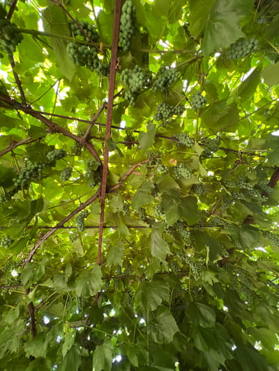 The image shows a close-up, low-angle view looking up into a canopy of green grapevines. Numerous bunches of small, unripe green grapes are visible, hanging from thick, brown vines. The leaves of the grapevine are large and a vibrant green. Sunlight filters through the leaves and bunches of grapes, creating highlights and shadows. The scene appears to be outdoors, with the implied location being a vineyard or garden area in Sobishchytsi, Ukraine. There are no people or animals visible in the image, and no discernible actions or interactions are taking place. The overall impression is one of lush, natural growth.