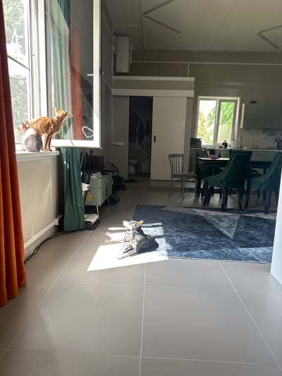 In a brightly lit, modern living space, two cats and a dog are the primary subjects. One cat, an orange oriental breed, stands alert on a windowsill, its gaze directed outwards. Beside it, a hairless cat sits with its back to the viewer, also facing the window. On the floor, a small black and tan dog with prominent ears lies comfortably in a patch of sunlight, its head turned slightly upwards. The room features a large window with orange curtains, a dark blue rug with a geometric pattern, and a dining area with dark chairs and a table. In the background, kitchen cabinets and a glimpse of a bathroom are visible. The floor is tiled in a neutral grey. The overall impression is one of a serene domestic scene. The location of Константиново, Russia is not visually discernible from the provided image.
