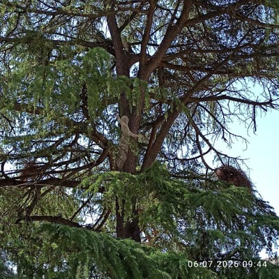 A medium shot captures a large, mature evergreen tree, likely a cedar, with its dense foliage and intricate branches dominating the frame. The tree is situated in an outdoor environment, with a clear blue sky visible through the gaps in the branches. A peculiar, light-colored, abstract sculpture resembling a stylized human figure is attached to the trunk of the tree, its limbs reaching outwards. The sculpture appears to be made of a woven material. To the right of the sculpture, also nestled within the tree's branches, is a large, untidy bird's nest. The bottom right corner of the image displays a timestamp: "06.07.2026 09:44". The scene suggests a park or garden setting within the city of Ruvo di Puglia, Italy, where art and nature intertwine.