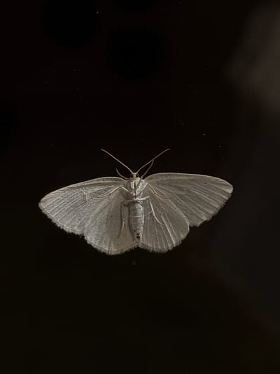 A light-colored moth with intricate wing patterns is shown from a ventral perspective against a dark, possibly black, background. The moth's antennae are prominent, and its body segments are clearly visible. The wings are spread wide, displaying a delicate, slightly fuzzy texture along the edges. The lighting appears to be focused on the moth, making it stand out against the darkness. There are no indications of the location being in Алешкино Дп, Russia; this is a close-up, isolated shot of the insect.