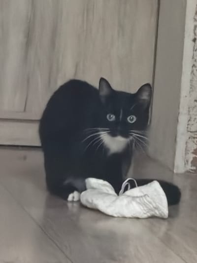 A black and white domestic cat with bright blue eyes and white chest marking sits on a wooden floor in front of a light-colored wooden door. In front of the cat is a crumpled white piece of fabric. The background is a wall with a textured, possibly brick or concrete, surface on the right side. There are no people or other animals visible in the image. The lighting is dim, suggesting an indoor setting. The location is noted as Krasnyi Krym, Russia.
