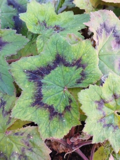 The image is a close-up of several green leaves with distinct dark purple or black markings. The leaves are lobed and have a slightly fuzzy texture along the edges, which are serrated. Small white specks are visible on the surface of the leaves. Some leaves show signs of damage or decay, with parts appearing lighter green or brown. The background is dark and out of focus, with hints of reddish stems. The scene is set outdoors, likely in a garden or natural environment. There is no indication of the location being in Hospozín, Czechia, or any specific urban setting. The image focuses solely on the foliage.