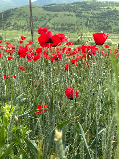 The image depicts a vibrant field of red poppies interspersed with green wheat stalks under a bright, overcast sky. Rolling, green, tree-covered hills form the backdrop, with a single utility pole visible on the left side of the frame, angled slightly to the right. The foreground is dominated by a dense planting of poppies, their bright red petals creating a stark contrast against the muted green of the wheat. Several poppy seed pods are also visible, some still closed and green, others opened and showing the dark seeds within. The wheat stalks are tall and appear to be in their early stages of development, with developing heads. The overall impression is one of natural beauty and abundance, characteristic of rural landscapes. The location is Jrashen, Armenia, as indicated by the presence of the specific flora and the topographical features.
