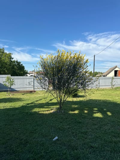 The image depicts an outdoor scene dominated by a clear blue sky with wispy white clouds. A lush green lawn fills the right side of the frame, casting a long shadow from an unseen object, likely a tree, from the left. In the center of the image, a medium-sized tree with delicate branches and small yellow flowers is in bloom. Behind the tree, a light-colored fence made of corrugated metal runs horizontally across the midground. Beyond the fence, a building with a triangular roof and an open window is visible. Further in the background, more greenery and the tops of trees can be seen. A utility pole stands tall on the left side of the frame, with wires stretching across the sky. The overall impression is of a sunny day in a suburban or rural setting. The time of day appears to be late morning or early afternoon, given the length and angle of the shadows. The weather is fair and sunny. There is no visible text in the image.