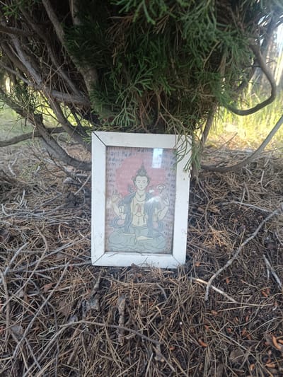 The image depicts a framed picture of a figure, seemingly a deity, placed on the ground amidst dry vegetation and beneath a dense shrub. The frame is white and the background of the picture is partially obscured by text reading "mani Padme Hum". The deity is depicted in a seated pose with multiple arms and a serene expression. The ground is covered with dry pine needles and small twigs. The vegetation overhead appears to be a type of evergreen shrub with dense foliage. The location is not specified within the image.