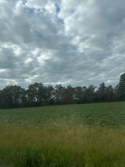 The image depicts a rural landscape under a cloudy sky in Wierden, Netherlands. The foreground is dominated by tall, green grass with scattered white wildflowers. Behind the grassy area, a cultivated field of green crops stretches horizontally across the frame. A dense line of trees forms a dark, horizontal band separating the field from the sky. The sky itself is filled with heavy, grey clouds, with some patches of lighter sky visible, suggesting an overcast day. There are no people or animals visible in the scene. The overall impression is one of natural, agricultural scenery.