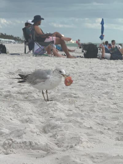 The image depicts a beach scene in Pelican Bay, USA, under an overcast sky. In the foreground, a seagull with light grey and white plumage and dark primary feathers stands on light-colored sand, holding a piece of reddish-orange food in its yellow beak, which has a distinct red spot on the lower mandible. Its dark eye is visible. The sand exhibits minor undulations. In the midground and background, multiple individuals are visible. One person, wearing a dark hat and sleeveless shirt with patterned shorts, sits in a dark folding beach chair, facing right with legs crossed. Another person is partially obscured behind them in another chair. Further right, a blue beach umbrella is open, and other individuals are seen relaxing on the sand, some lying down. Several dark bags are placed on the sand near the people. Distant palm trees line the horizon on the left, and faint outlines of buildings are visible further right, suggesting a coastal development. No direct interaction between the seagull and the people is observable.