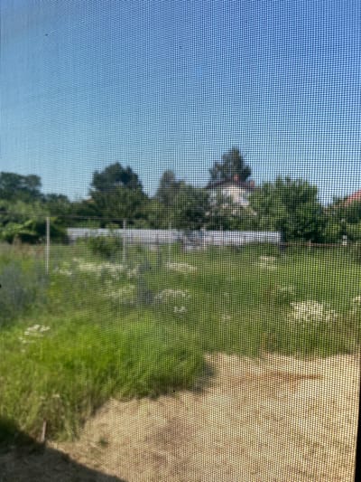 The image shows a view through a window screen. The scene depicts an outdoor environment with lush green grass and trees, suggesting a natural setting, possibly a yard or park. In the background, a building with a light-colored facade and a red-tiled roof is partially visible, peeking through the foliage. The sky is a clear, bright blue, indicating a sunny day. The lighting suggests it is daytime, likely late morning or early afternoon, given the angle of the sun and the presence of shadows. The overall atmosphere appears peaceful and serene. No people or specific activities are discernible, but the setting implies a residential or recreational area. The time of day is likely late morning or early afternoon due to the bright sunlight and shadows. The weather is clear and sunny. No visible text is present in the image.