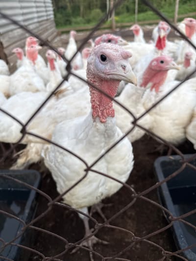 A close-up shot shows a group of white turkeys with pink wattles and necks in an outdoor enclosure. The turkeys are behind a rusty wire fence. The foreground is dominated by the fence, with a turkey's head in sharp focus to the right of center. Its pink skin is textured and its eyes are dark. Behind it, other white turkeys are visible, some with their heads tilted. The background is blurred, showing what appears to be a simple wooden structure and greenery. Two dark rectangular feeders are visible in the lower corners of the frame. The ground is dark earth. The scene appears to be a farm or rural setting. There are no people visible in the image. The location is specified as Kukuya, Russia.
