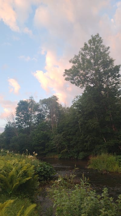 The image depicts a serene natural landscape, likely a riverbank. In the foreground, lush green ferns and other vegetation are visible, with some scattered white flowers. A calm, dark river flows through the scene, its surface reflecting the surrounding trees and sky. The background is dominated by a dense forest with a variety of trees, some appearing tall and mature. Above the trees, a pale blue sky is visible, adorned with wispy clouds tinged with soft pink and white hues, suggesting either sunrise or sunset. The overall impression is one of a peaceful, untouched natural environment. While the prompt mentions "the city of Mailes, Latvia," there are no specific landmarks or elements within the image that definitively place it in that location. The scene is purely natural, with no visible signs of human habitation or urban elements.