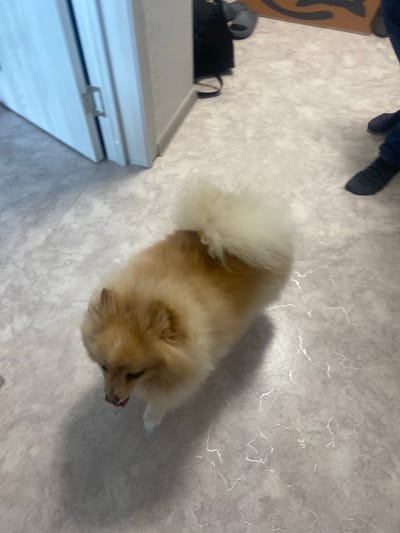 A fluffy, light brown Pomeranian dog is captured from a slightly elevated angle, looking down with its tongue slightly out. The dog is positioned on a light-colored, patterned linoleum floor. To the left of the dog, a white door with silver hinges is partially visible. In the background, to the right, a person's legs wearing dark socks and dark shoes are visible, standing on the same floor. Further in the background, a dark backpack and a pair of grey slippers are on the floor, near what appears to be a piece of furniture or a decorative item with an orange and black pattern. The scene suggests an indoor domestic environment within a city like Kazan, Russia.