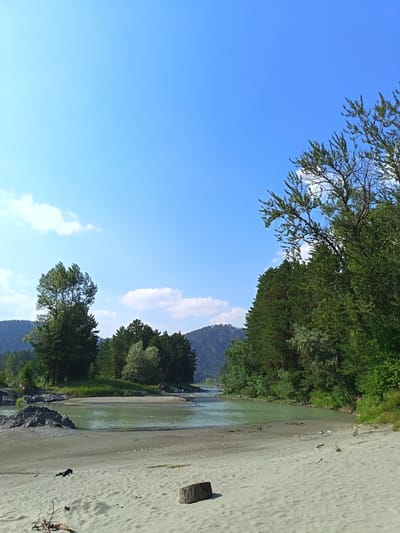 This is a medium-shot, eye-level, outdoor photograph of a wide, calm river with a sandy shore in a natural environment. The sky is a clear, bright blue with a few scattered white clouds. On the left side of the frame, a large, deciduous tree stands with its branches reaching upwards. In the middle ground, the river flows, its water a light green color. The banks of the river are lined with lush green trees, including coniferous and deciduous varieties. In the background, rolling hills covered in dark green forest stretch towards the horizon. The foreground consists of a sandy beach with a few pieces of driftwood scattered on its surface. The overall scene evokes a peaceful and serene natural landscape. The location is identified as Nizhnekanycha, Russia.