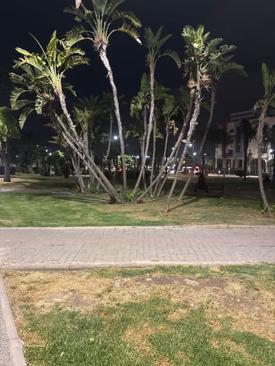 The image depicts a park at night in Berrechid, Morocco. A paved walkway runs across the foreground, bordered by patches of dry, yellowed grass and green grass. Behind the walkway, a cluster of tall, slender palm trees with large, fanned leaves dominates the scene. The park extends into the background with more trees and grass, illuminated by streetlights. In the middle ground, a dark metal park bench is visible, occupied by a person. Beyond the park, a street with vehicles, including what appears to be an ambulance or emergency vehicle, and buildings are illuminated by artificial light. The sky is dark, indicating nighttime.
