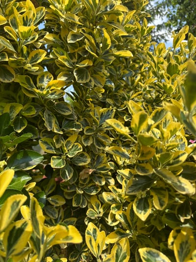 The image shows a dense, leafy bush with variegated leaves, predominantly yellow with green edges. The foliage is lush and fills the frame, with some areas appearing slightly blurred due to the close-up perspective and shallow depth of field. A hint of blue sky and the tops of other trees are visible in the upper portion of the image, suggesting an outdoor setting. The scene is devoid of any people, objects, or discernible actions, focusing solely on the plant's texture and coloration. The location is identified as Branipole, Bulgaria, but this context is not visually represented in the image itself.