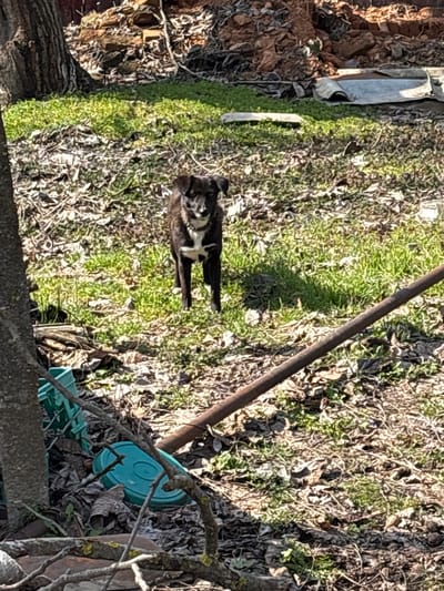 This image depicts a medium-sized dog standing in a yard in Bregovo, Bulgaria, under clear daylight conditions. The dog is primarily dark brown or black with distinct white markings on its chest and snout, and is wearing a metallic chain-link collar. It faces directly towards the viewer with a neutral expression. The ground consists of sparse green grass intermingled with numerous dry brown leaves and exposed soil. In the background, a pile of earth and debris, possibly bricks, is visible, along with what appears to be two sections of corrugated metal sheeting. A large tree trunk is present on the left side of the frame. In the immediate foreground, a weathered, rusty metal pole extends diagonally from the lower right towards the center, and a turquoise plastic container lid and another green plastic object are partially visible near the base of the tree trunk amidst branches and foliage.