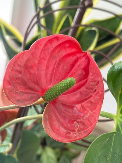 A close-up, eye-level shot focuses on a vibrant red anthurium flower. The flower's heart-shaped spathe, textured with prominent veins, is the central subject. Emerging from its center is a green spadix, a spike-like structure covered in tiny, raised bumps. In the background, out-of-focus green leaves and dark, curved stems suggest other plants, possibly within a floral arrangement or garden. The lighting is bright and appears to be natural, highlighting the rich red of the spathe and the textured green of the spadix. There are no people or discernible actions taking place. The scene is static and depicts a single, prominent flower. This image was taken at an unspecified location in Veselina, Bulgaria.