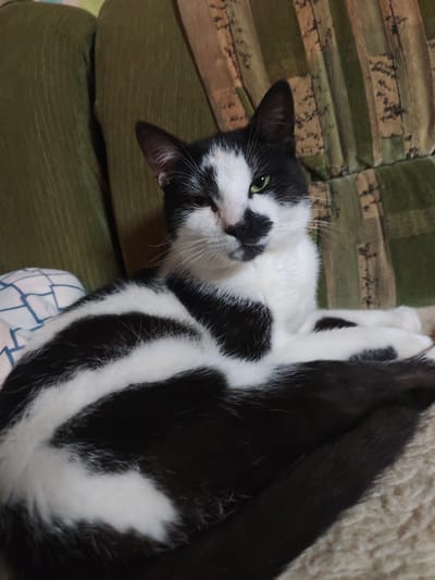 A black and white cat is lying on a cream-colored textured surface, possibly a blanket or rug. The cat has distinct black stripes across its body and a black patch on its nose and face. Its eyes are green. Behind the cat, a green couch with a striped pattern is visible. The scene appears to be indoors.