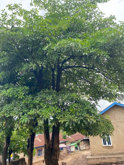 The image displays an outdoor scene in Amoso, Nigeria, dominated by a large, leafy green tree with a dense canopy and multiple dark brown trunks, occupying the central and upper portions of the frame. The sky, visible through gaps in the foliage, appears overcast. To the right, a portion of a single-story building with light brown, rendered walls is visible, featuring a blue-trimmed gable roof and a white-framed window with vertical mullions. The base of this building meets a concrete foundation. In the middle ground, behind and to the left of the main tree, several other structures are present, characterized by reddish-brown corrugated metal roofs and light-colored walls; one structure has a blue-framed window. Further into the background, more rudimentary structures made of corrugated metal and netting are discernible amidst green foliage. The ground beneath the trees and structures is uneven, composed of dirt and scattered debris. A dark-feathered fowl is observed on the dirt ground in the mid-background. No human subjects are present.