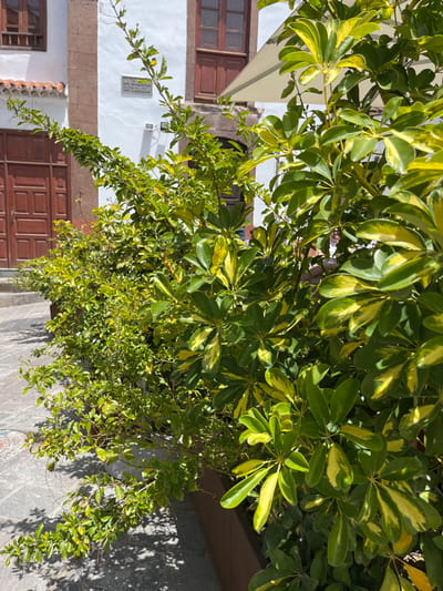 The image shows a close-up view of a row of leafy plants in a pot, with a white building behind the plants. The plants are lush and green, with some yellow variegation. The building appears to be made of stone, with a whitewashed exterior. The scene is located in the city of Tejeda, Spain, at the coordinates 27.995 latitude and -15.615 longitude. The image is focused on the plants and does not show any people. The sun casts shadows from the building on the ground and the plants. The image is likely taken on a sunny day.