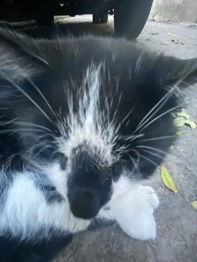 A black and white cat is lying on the ground near a vehicle tire. The cat's fur is fluffy, and it has white markings on its face and chest, and white paws. The ground appears to be dirt or gravel, with some fallen leaves scattered around. The scene is outdoors, possibly in a residential area or alleyway. The image is a close-up shot, focusing on the cat's head and upper body.