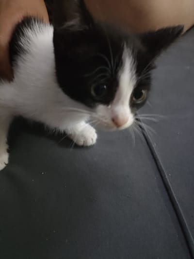 A close-up, slightly blurry, eye-level shot focuses on a young black and white kitten. The kitten's head is turned towards the right side of the frame, with its large, dark eyes looking down and slightly forward. Its nose is a light pink. The kitten has a white chest and belly, with black fur covering its head and back. A human hand is partially visible on the left, holding the kitten's fur. The kitten is positioned on a dark, textured surface, possibly a piece of furniture or fabric, with a faint seam running vertically down the right side of the frame. The background is dark and out of focus. The image does not provide enough information to determine its location in the city of Жарлыкөл, Kazakhstan.