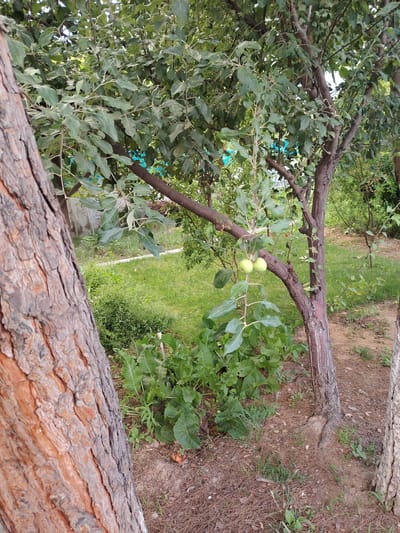 An outdoor, eye-level medium shot captures a garden scene in Navbahor, Uzbekistan. In the foreground, the rough, textured bark of a large tree trunk dominates the left side of the frame. To the right, another tree trunk is partially visible. Between these, an apple tree bears two small, green fruits on a branch. The tree's branches are laden with green leaves. Behind the apple tree, a patch of green grass is visible, interspersed with smaller plants and a white fence. The ground is covered with dry pine needles and sparse grass. The scene appears to be a quiet, natural setting.