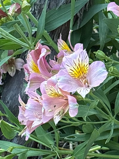 This close-up, eye-level shot features a cluster of Alstroemeria, commonly known as Peruvian lilies, in a garden setting. The flowers are predominantly a soft pink with delicate yellow streaks and dark markings on their inner petals. They are surrounded by lush green foliage and a rough, dark-barked surface that appears to be a tree trunk or a weathered wooden structure, possibly a fence or a planter box. The background is a blur of green leaves, indicating a shallow depth of field. The lighting is natural, suggesting it was taken outdoors during the day, with some light illuminating the petals and creating subtle shadows. There are no people visible in the image. The specific location in Gurkovo, Bulgaria, is not discernible from the visual elements alone.