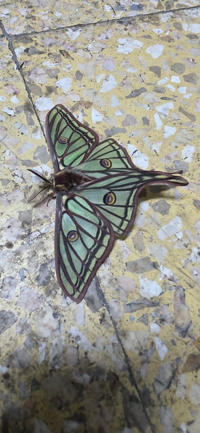 A green and black patterned moth with circular markings sits on a yellow and beige mottled surface. The moth's wings are open and its antennae are visible. The location is not specified as Seira, Spain.