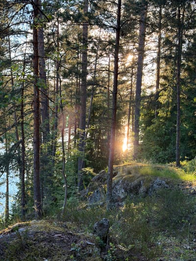 In Kulikovo, Russia, a sun-drenched forest scene unfolds with tall pine trees dominating the foreground. The sunlight filters through the dense canopy, casting a warm, golden glow and creating lens flares. A body of water, likely a lake or river, is visible to the left, its surface reflecting the sky. The ground is covered with moss, rocks, and various low-lying plants, including small shrubs and grass. A large rock formation is situated in the mid-ground, partially covered in moss and grass. The overall atmosphere is serene and natural, characteristic of a forest landscape. No people or animals are present in the image.
