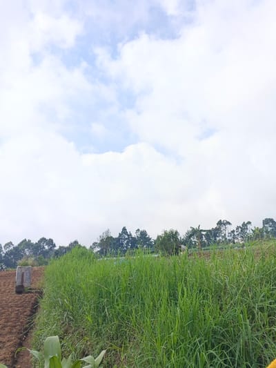 A bright sky filled with fluffy white clouds dominates the scene. Below, a vibrant green field of tall grass stretches across the midground. A line of trees sits on a hill behind the grass, adding depth. A small concrete structure is on the left side, on top of reddish brown soil. Some leaves are visible on the bottom left. The image conveys a sense of nature, tranquility, and openness.