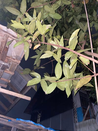 The image shows a close-up view of tree branches with green leaves, some of which have white spots. The branches are in the foreground, with a dark, out-of-focus background. To the left and bottom of the image, there are glimpses of wooden structures and corrugated metal roofing, suggesting an outdoor setting with some construction or makeshift shelters. The overall lighting appears to be artificial, possibly from a streetlamp or interior light, as the background is quite dark. The context of Banjarmasin, Indonesia, places this scene in a tropical urban environment.